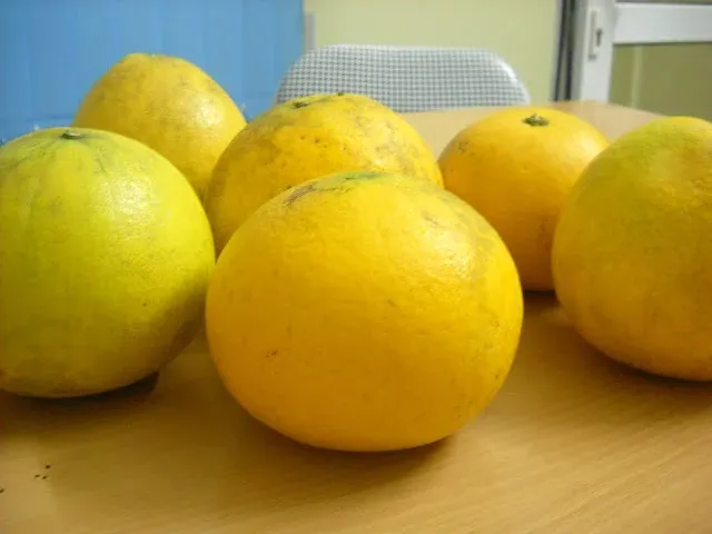 Trồng bưởi Diễn đúng cách sẽ cho thu hoạch quả có chất lượng cao, mọng nước.