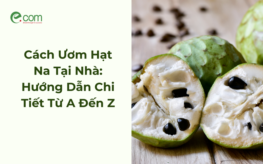 Hướng Dẫn Chi Tiết Cách Trồng Cà Chua Bằng Hạt Từ A Đến Z