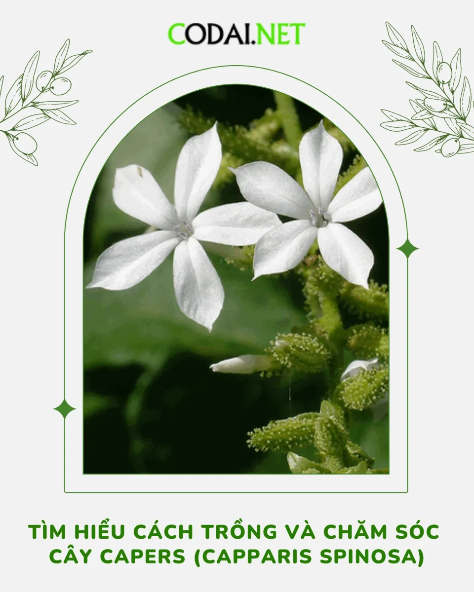 Cách Trồng Và Chăm Sóc Rau Diếp Cá Đạt Năng Suất Tối Đa