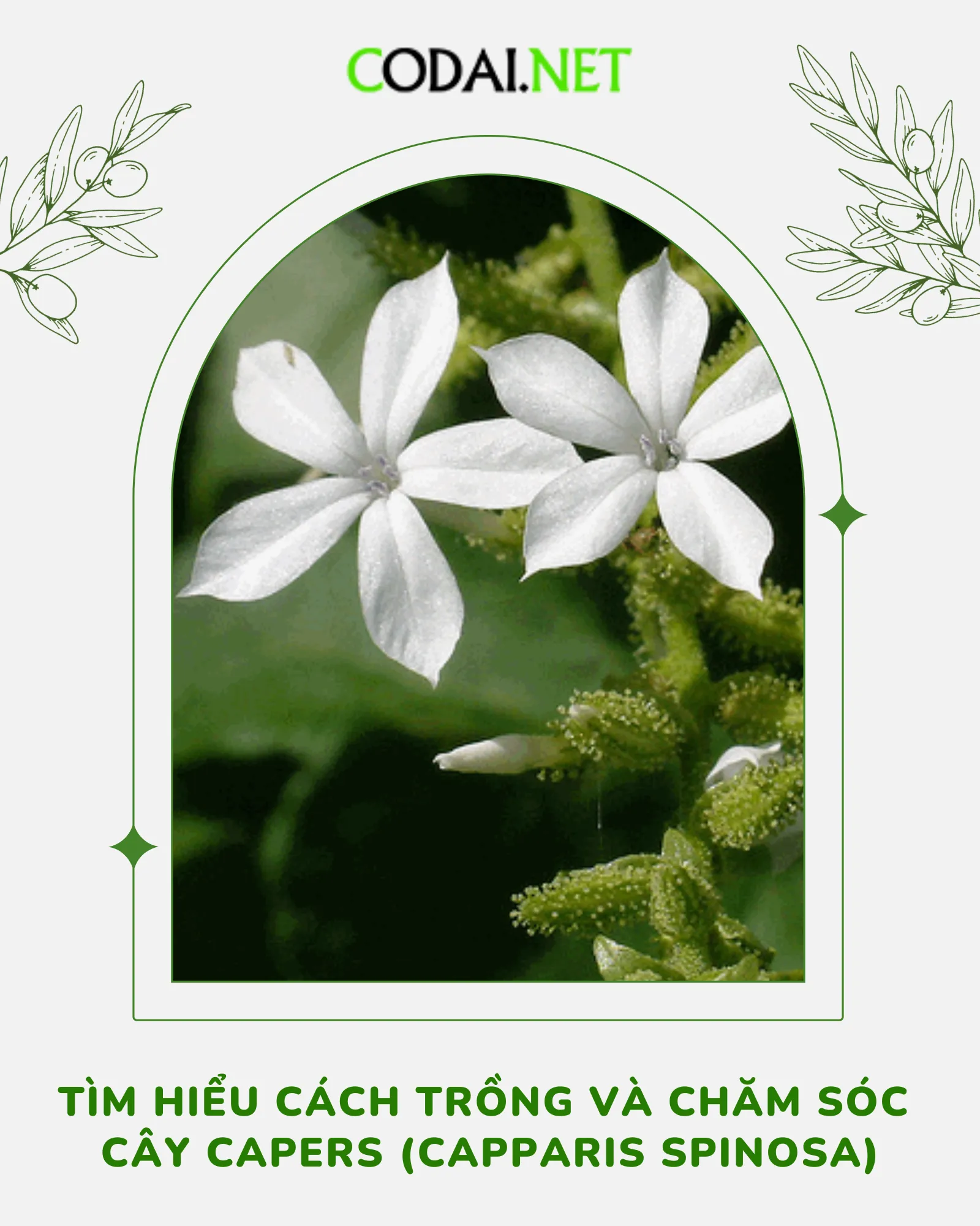 Cách Trồng Rau Diếp Cá Bằng Cành: Hướng Dẫn Trồng Và Chăm Sóc Đạt Năng Suất Tối Ưu