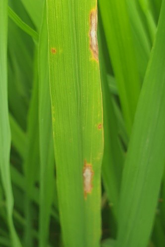 Cách Trồng Lúa Non Làm Cảnh Chi Tiết: Từ Hạt Giống Đến Tiểu Cảnh Xanh Cách Trồng Lúa Non Làm Cảnh Chi Tiết: Từ Hạt Giống Đến Tiểu Cảnh Xanh