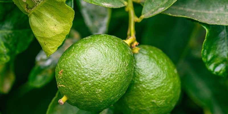 Cách Trồng Cây Khế Ngọt Trong Chậu Đạt Năng Suất Cao