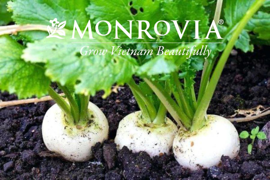 Cách Gieo Trồng Củ Cải Trắng Hữu Cơ Đạt Năng Suất Cao Tại Vườn