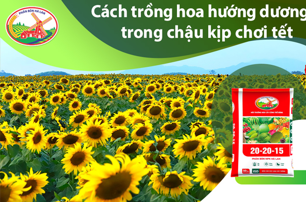 Cách Trồng Cây Hoa Hướng Dương Xù Từ Hạt Đúng Kỹ Thuật, Ra Hoa Đẹp Tối Ưu