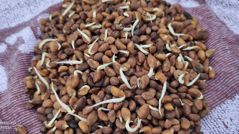 Cách Trồng Bí Bao Tử Đạt Năng Suất Cao Ngay Tại Nhà