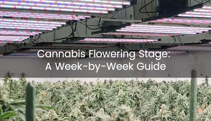 Hoa Mười Giờ Cách Trồng: Hướng Dẫn Chi Tiết Và Toàn Diện Từ Chuyên Gia