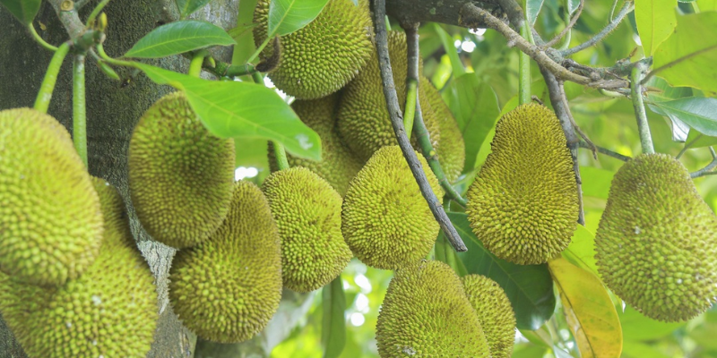 Cách Trồng Gấc Sai Quả: Hướng Dẫn Kỹ Thuật Chuyên Sâu Đạt Năng Suất Cao