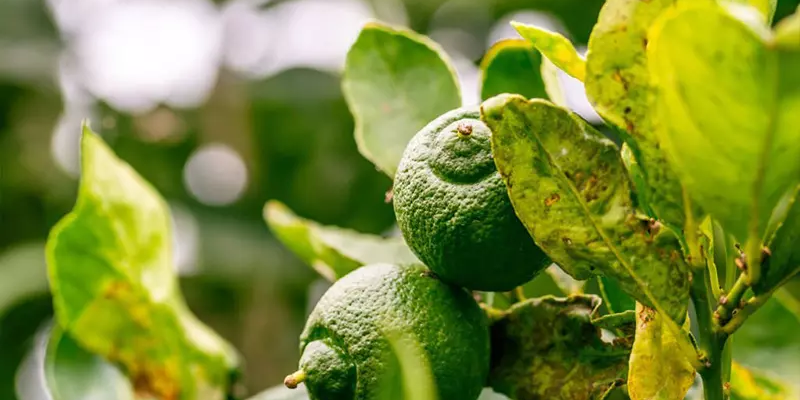 Cách Trồng Cây Khế Ngọt Trong Chậu Đạt Năng Suất Cao