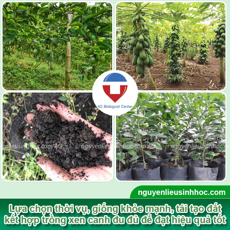 Cách Trồng Bí Đao Trong Chậu: Hướng Dẫn Chi Tiết Để Đạt Năng Suất Tối Đa