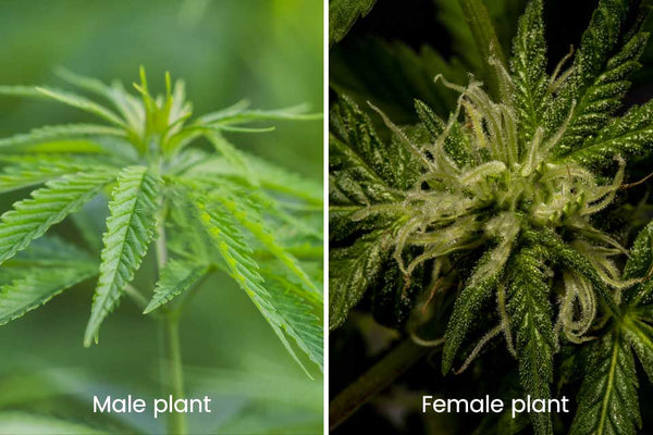 Cách Trồng Cần Sa Hữu Cơ Đạt Năng Suất Cao Nhất Và Chất Lượng Vượt Trội