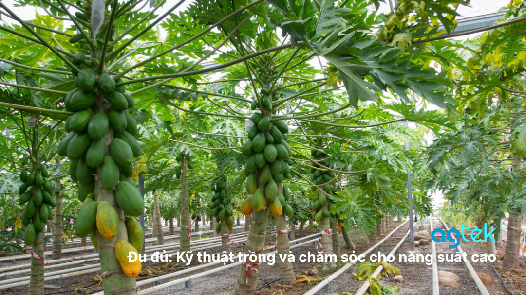 Kỹ Thuật Cách Trồng Cây Đu Đủ Toàn Diện Đạt Năng Suất Cao