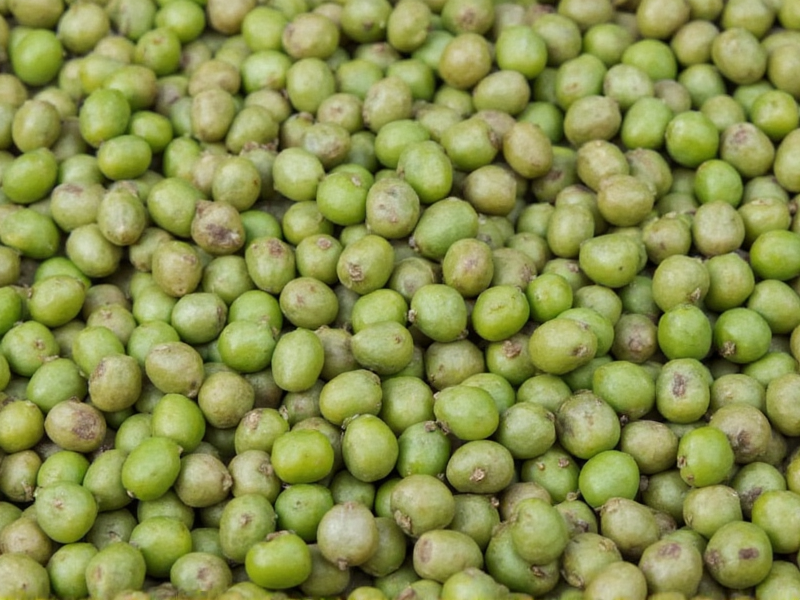 Cách Trồng Đu Đủ Hiệu Quả: Từ Chọn Giống Đến Thu Hoạch Bội Thu