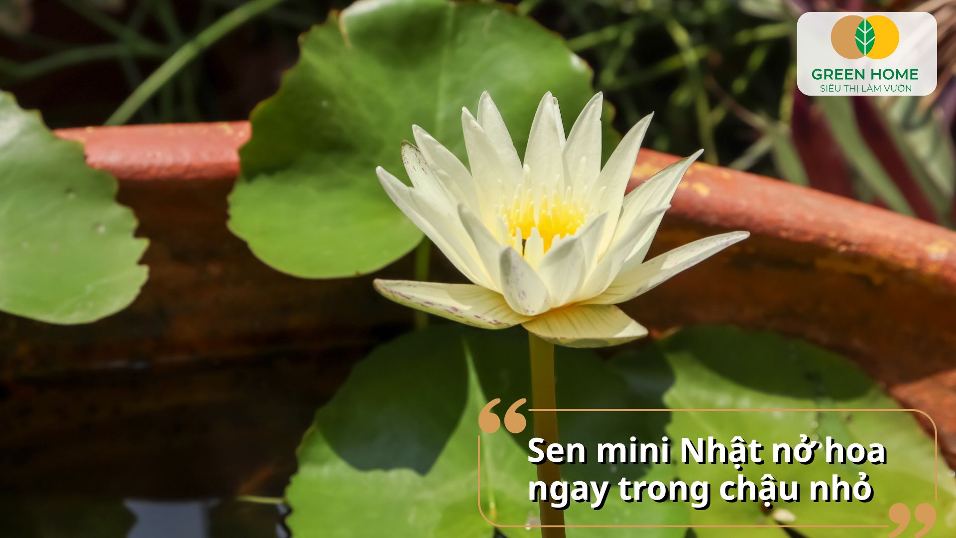 Cách Trồng Hạt Sen Nhật Mini: Hướng Dẫn Chi Tiết A-Z Tại Nhà