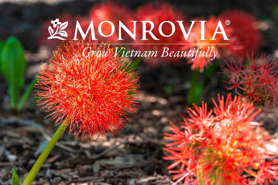 Cách Trồng Hoa Ban Đỏ Bung Nở Rực Rỡ Và Chăm Sóc Đúng Kỹ Thuật