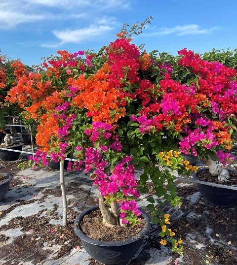 Cách Trồng Hoa Giấy Ra Hoa Chuẩn Kỹ Thuật Và Chăm Sóc Đúng Dịp Tết