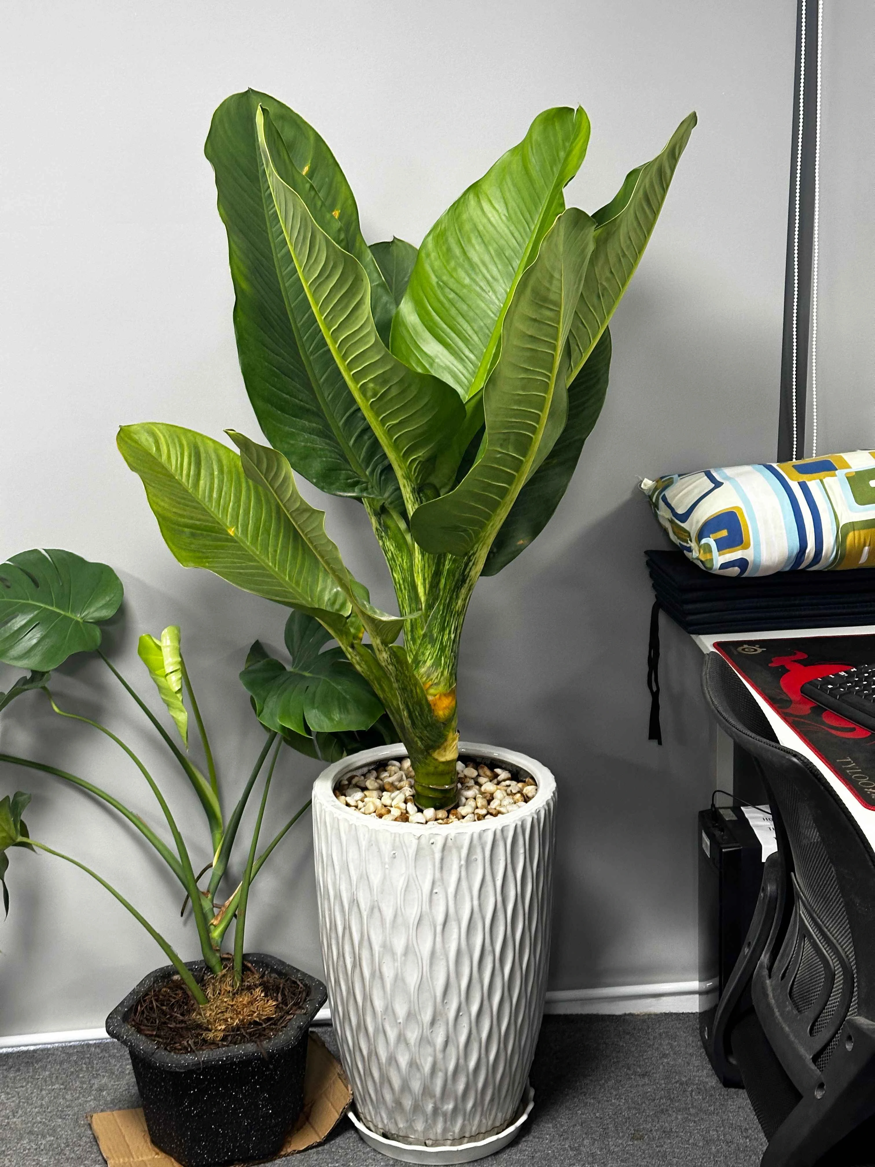 Cách Trồng Cây Phúc Bồn Tử Đạt Chuẩn Kỹ Thuật Và Năng Suất Cao Cách Trồng Cây Phúc Bồn Tử Đạt Chuẩn Kỹ Thuật Và Năng Suất Cao