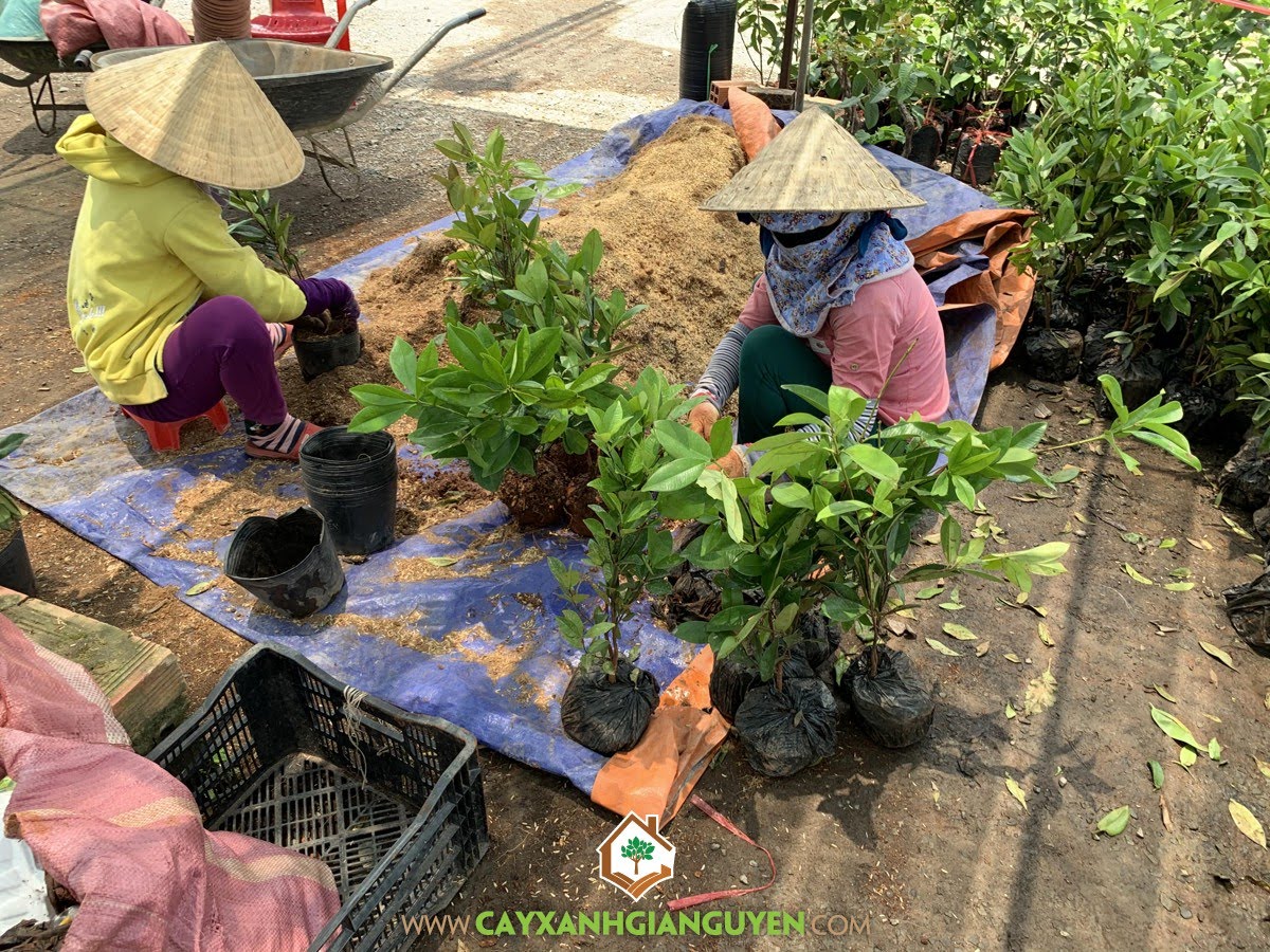 Cách Trồng Cherry Tại Nhà: Kỹ Thuật Gieo Hạt, Chăm Sóc Đạt Chuẩn Chuyên Gia Cách Trồng Cherry Tại Nhà: Kỹ Thuật Gieo Hạt, Chăm Sóc Đạt Chuẩn Chuyên Gia