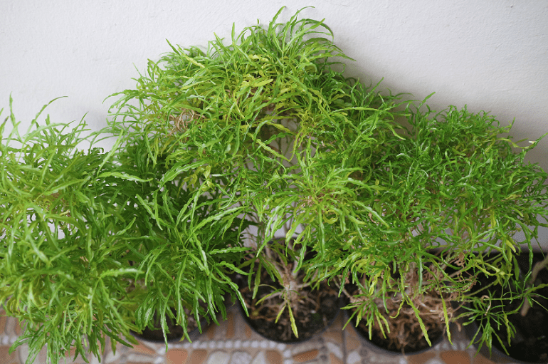 Cách Trồng Đinh Lăng Trong Chậu: Hướng Dẫn Kỹ Thuật Nuôi Cây Tại Nhà Tối Ưu