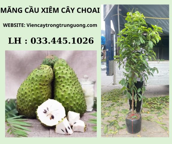 Cách Trồng Cây Mãng Cầu Ta Chi Tiết Từ A Đến Z Cho Năng Suất Cao
