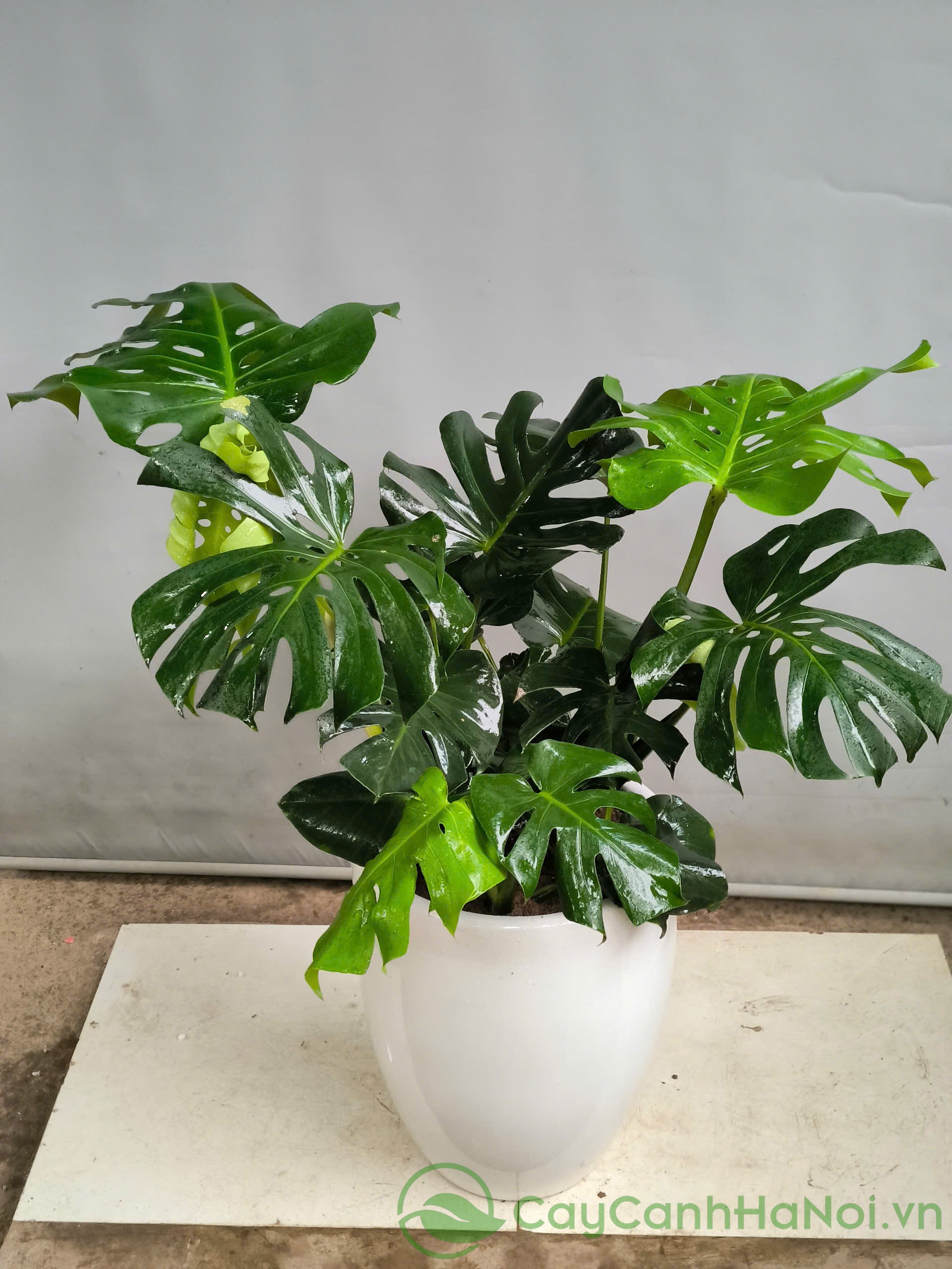 Cách Trồng Hạt Thanh Long Tại Nhà Đơn Giản Cho Tiểu Cảnh Xanh Mát