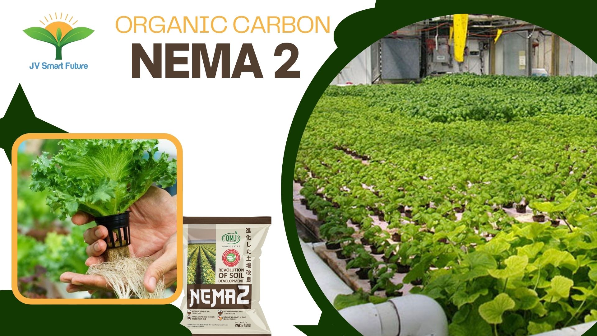 Cách Trồng Bí Xanh Sai Quả: Bí Quyết Đạt Năng Suất Vượt Trội Tại Vườn