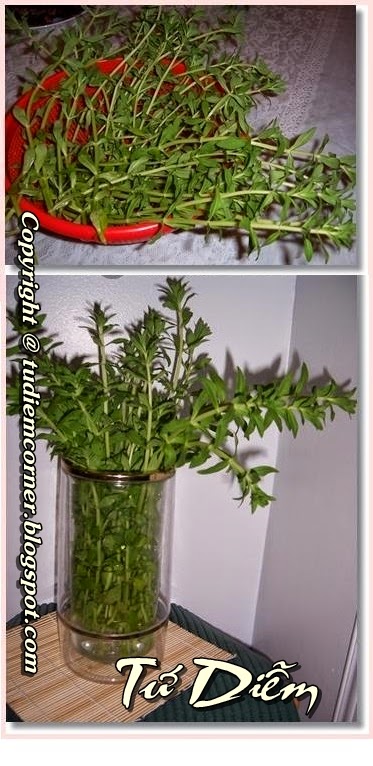 Cách Trồng Rau Ngò Ôm Toàn Diện: Từ Chọn Giống Đến Thu Hoạch Bội Thu