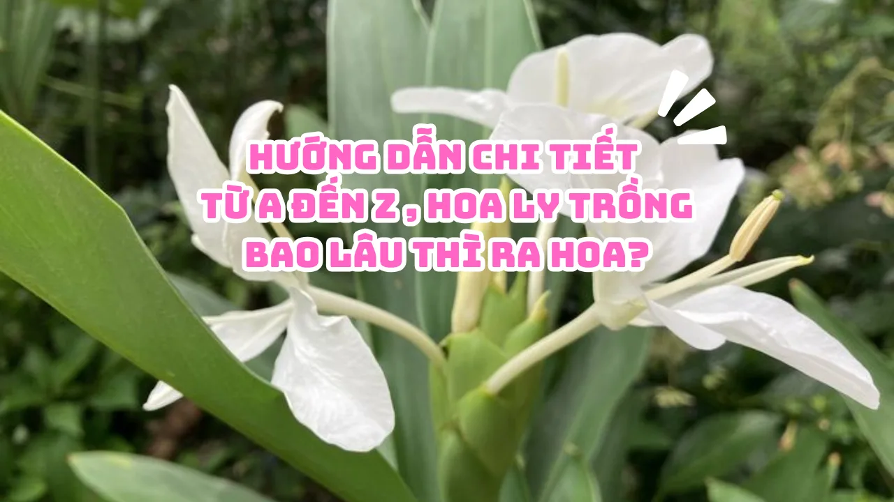 Cách Trồng Hoa Hồng Bằng Hạt Giống: Hướng Dẫn Chi Tiết Từ A Đến Z