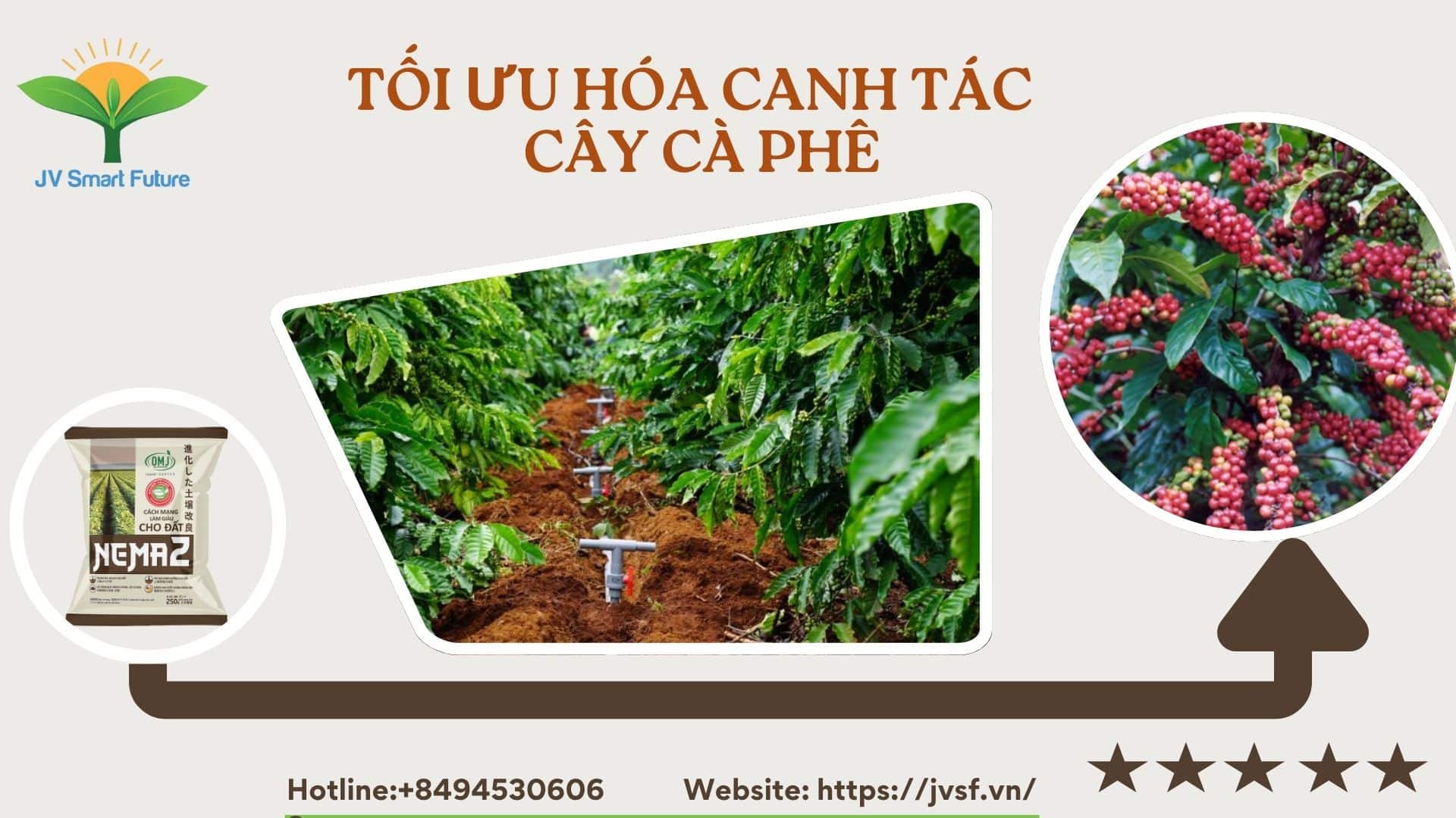 Cách Trồng Cây Chè Khổng Lồ: Kỹ Thuật Chuyên Sâu Đạt Năng Suất Tối Ưu