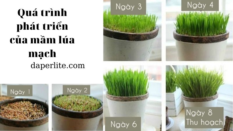 Cách Trồng Mầm Lúa Mạch Đơn Giản Tại Nhà, Thu Hoạch Sau 7 Ngày