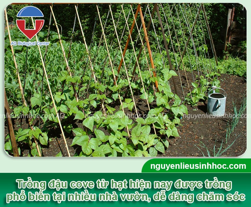 Cách Trồng Đậu Cove Và Chăm Sóc Đạt Năng Suất Cao Tại Vườn