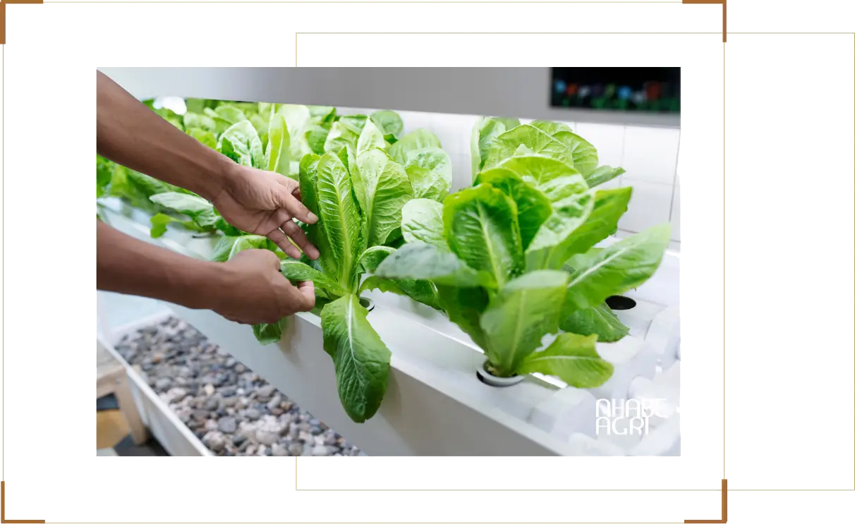 Cách Trồng Rau Dền Tại Nhà: Kỹ Thuật Chuyên Sâu Đạt Năng Suất Vượt Trội