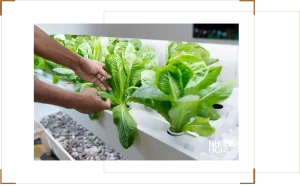 Cách Trồng Rau Dền Tại Nhà: Kỹ Thuật Chuyên Sâu Đạt Năng Suất Vượt Trội