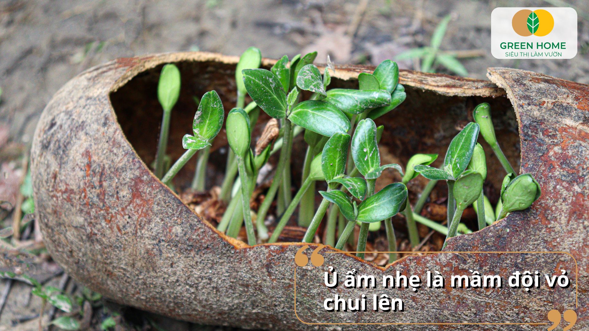 Cách Trồng Hạt Giống Đạt Chuẩn Kỹ Thuật Giúp Cây Nảy Mầm Khỏe