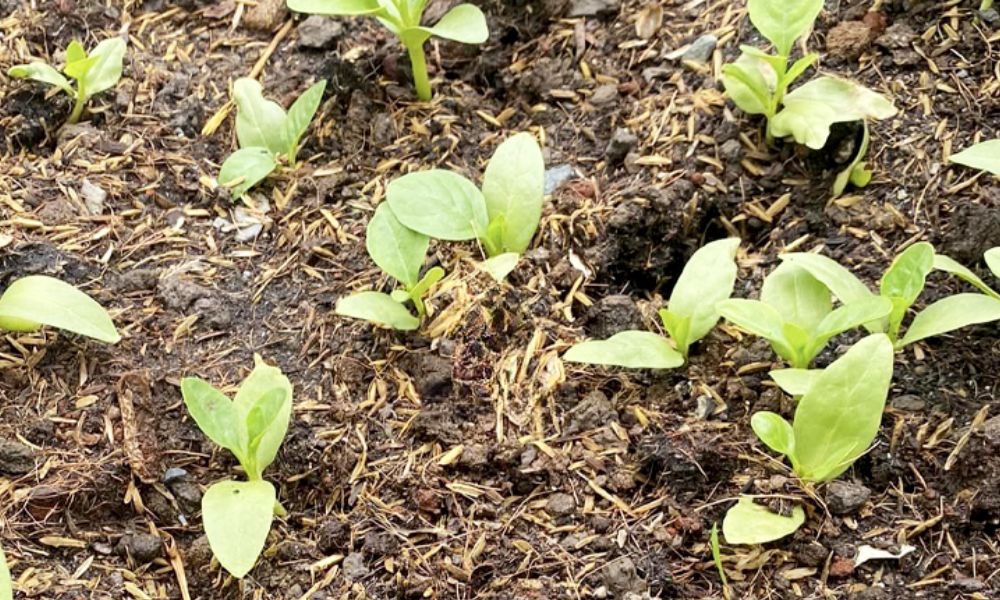 Cách Sử Dụng Trấu Hun Hiệu Quả Cho Cây Trồng Và Cải Tạo Đất