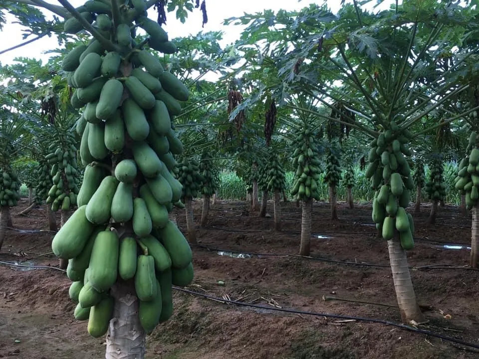 Một cây đu đủ với nhiều quả non đang treo lủng lẳng trên thân