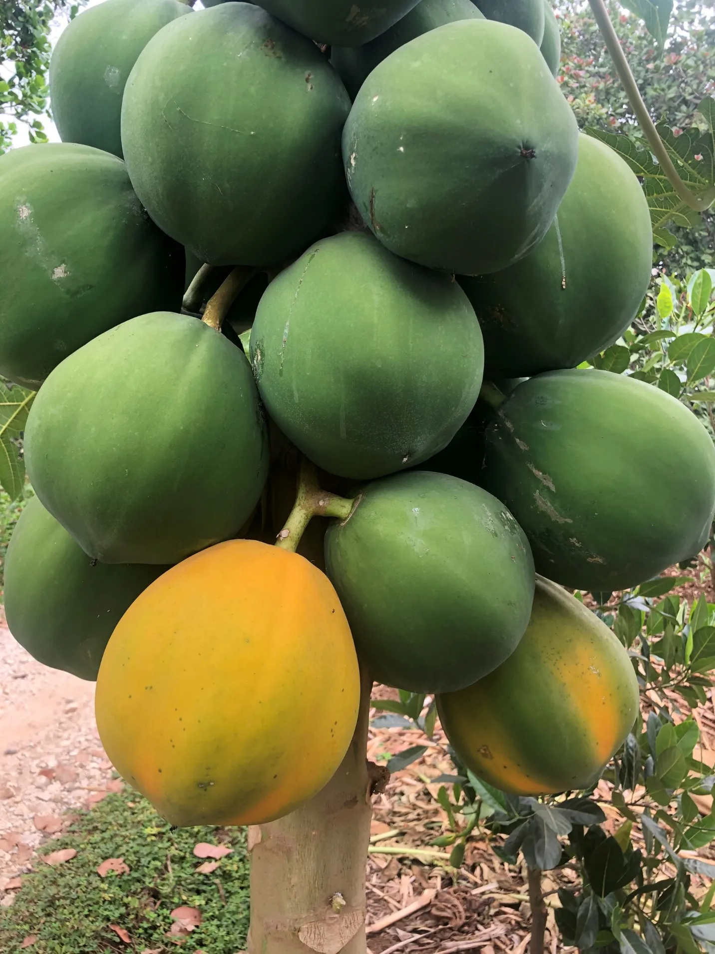 Một nhóm đu đủ xanh đã được thu hoạch để chế biến món ăn