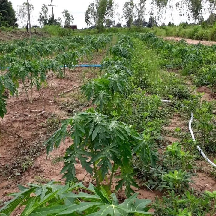 Đất trồng đã được xử lý và chuẩn bị kỹ lưỡng trước khi trồng cây đu đủ