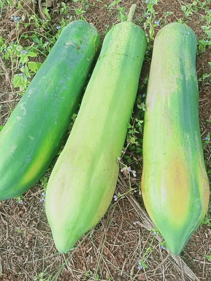 Nhiều quả đu đủ chín cây màu vàng xanh đang được thu hoạch