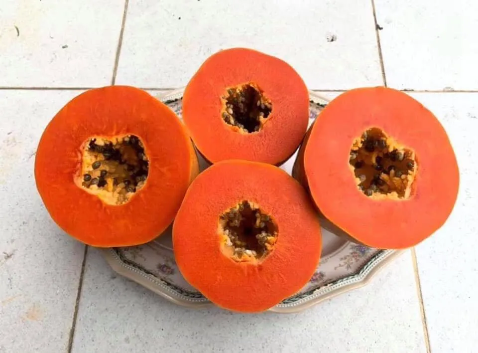 Quả đu đủ chín đã rụng xuống đất, minh họa cho màu sắc thịt quả cam đậm