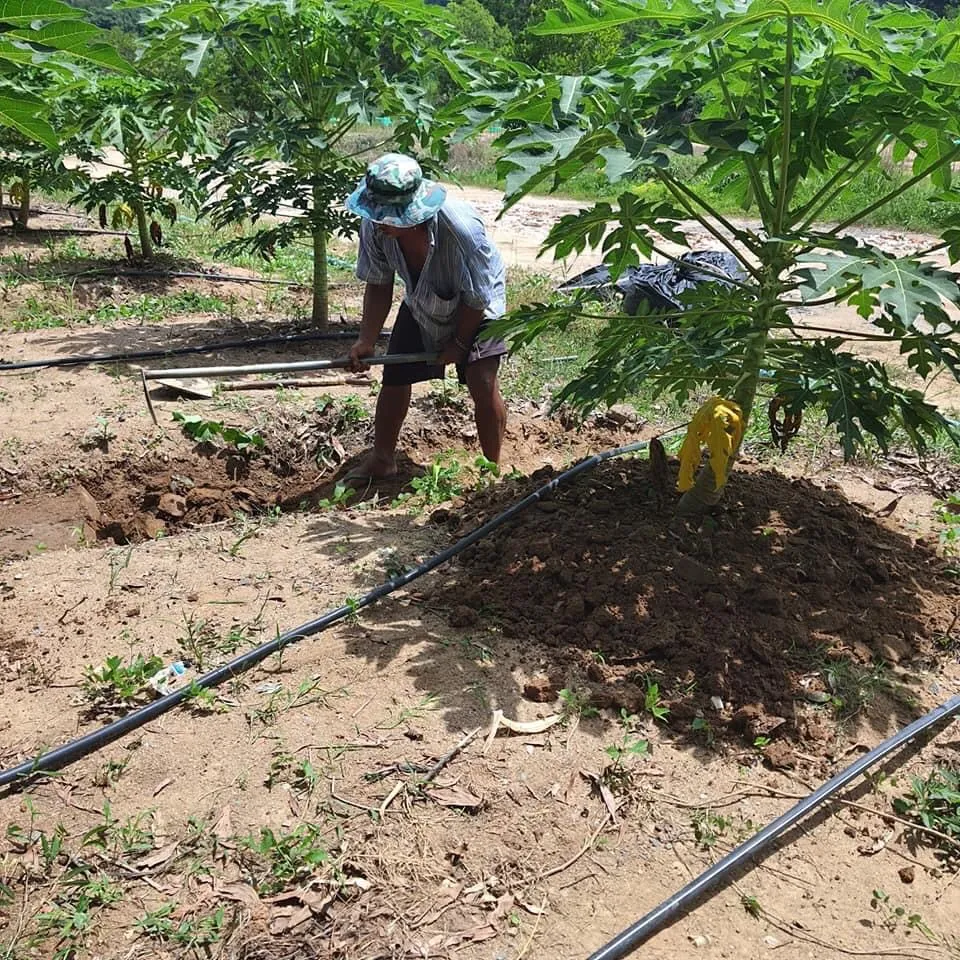 Cận cảnh mặt đất xốp và sạch cỏ, nơi trồng cây đu đủ