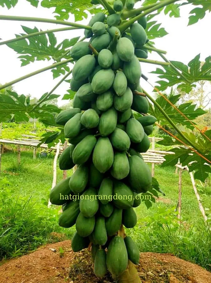 Cây đu đủ trưởng thành được trồng ngoài trời, cho thấy chiều cao và tán lá của cây