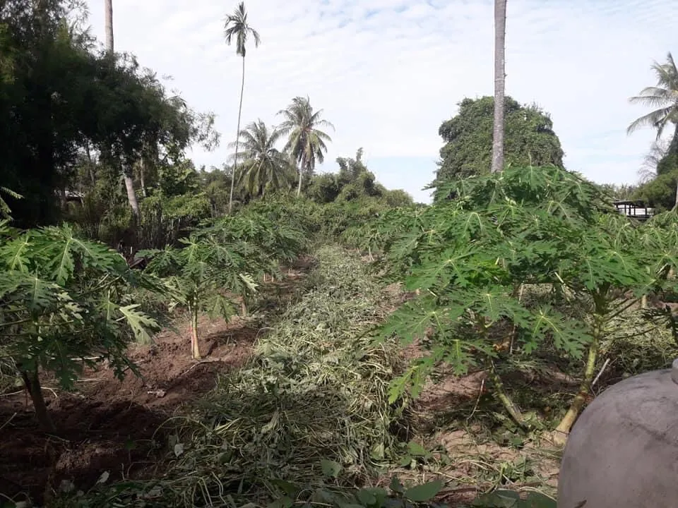 Bối cảnh vườn cây đu đủ được trồng theo hàng lối ngoài trời