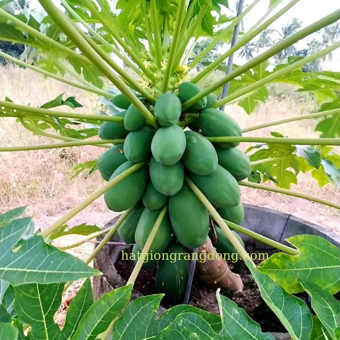 Cận cảnh một chậu cây đu đủ non đang được chăm sóc cẩn thận