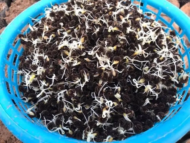 Cận cảnh một đĩa đựng hạt đu đủ đã được xử lý, sẵn sàng cho việc gieo trồng