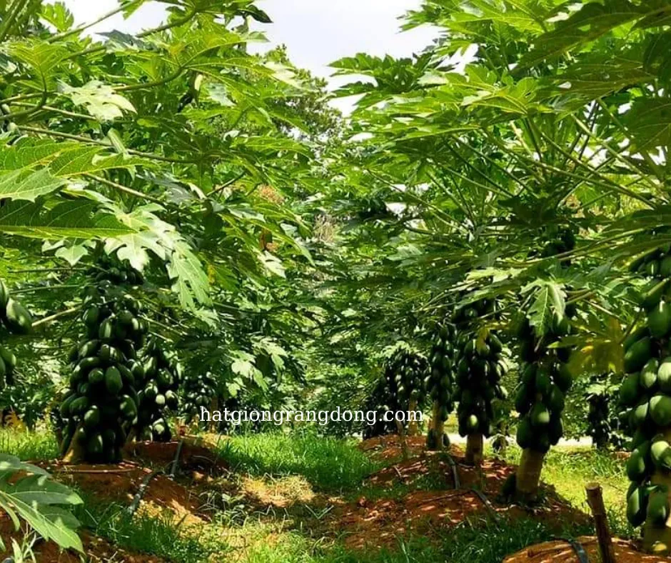 Một cây đu đủ non được trồng ngoài vườn, cho thấy sự phát triển của lá