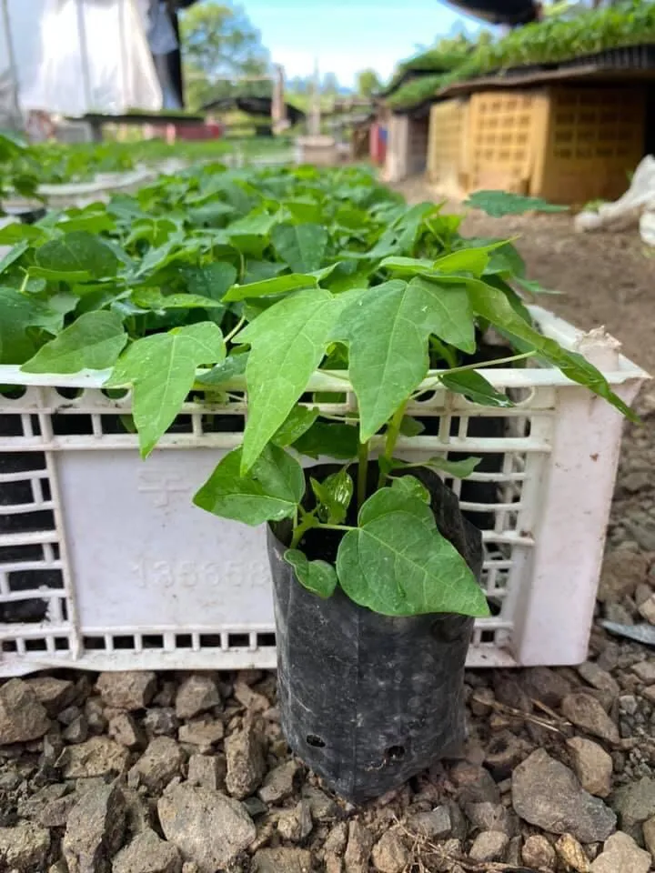 Một cây đu đủ non được trồng trong chậu, minh họa cho kỹ thuật trồng đu đủ trong không gian hạn chế