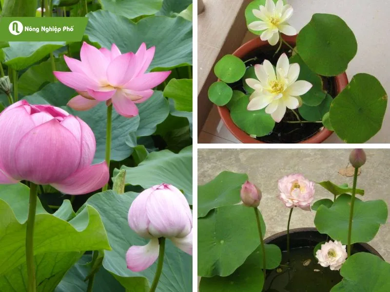 Chăm sóc sen mini nhật ra hoa đẹp suốt năm