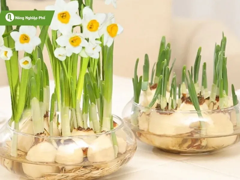 Sắc vàng tươi sáng của hoa thủy tiên trong nước