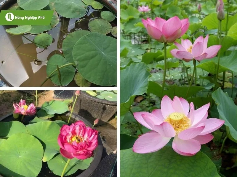 Sen mini nhật mang lại sự tươi mới cho ngôi nhà