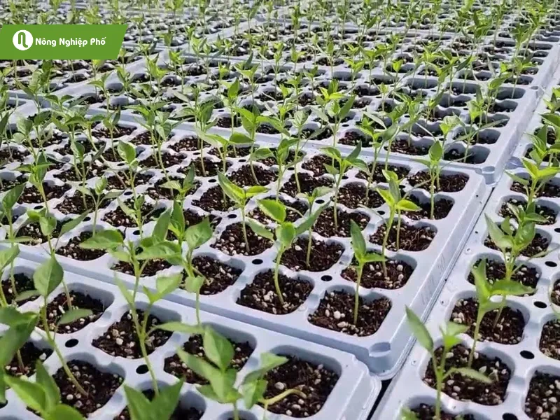 Ươm hạt giống bằng vỉ ươm hạt